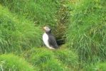 PICTURES/PUFFINS - Helmaey Island/t_PUFF (8).JPG